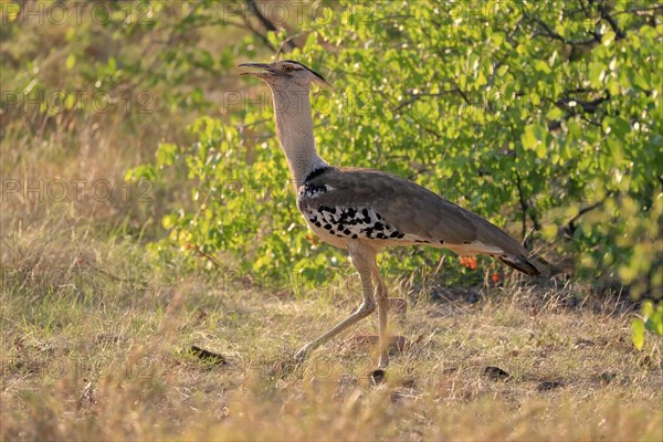 Kori bustard (Ardeotis kori), adult, foraging, vigilant, Kruger National Park, Kruger National