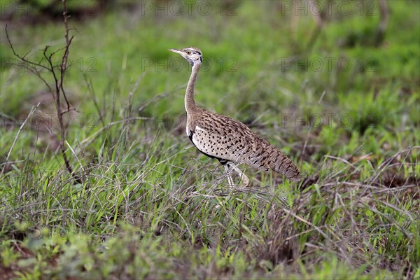 Red-crested Bustard, (Lophotis ruficrista), adult, foraging, vigilant, Kruger National Park, Kruger