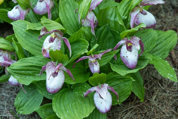 Beautiful orchid flowers of pink color with green leaves in the garden. Lady's-slipper hybrids.