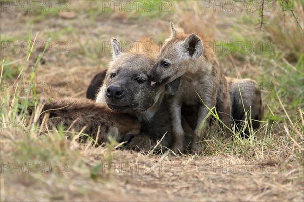 Spotted hyena (Crocuta crocuta), adult, young, mother with young, at the den, social behaviour,