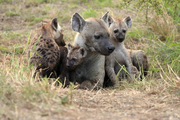 Spotted hyena (Crocuta crocuta), adult, young, mother with young, at the den, social behaviour,