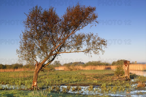 Wetland biotope in the Peene valley, waterlogged meadows, rare habitat for endangered plants and