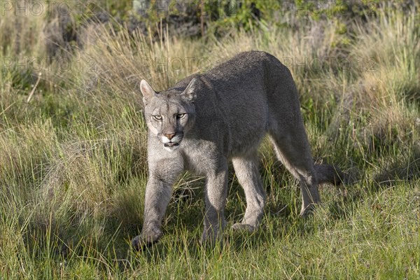 Cougar (Cougar concolor), silver lion, mountain lion, cougar, panther, small cat, Torres del Paine