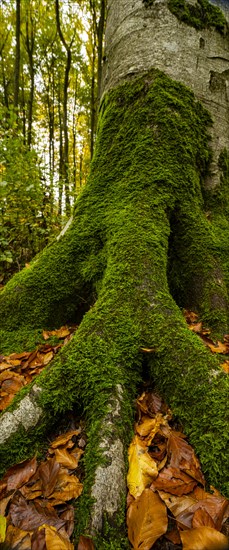 Beeches (Fagus) with autumn leaves and deciduous forest in the background, Mindelheim, Swabia,