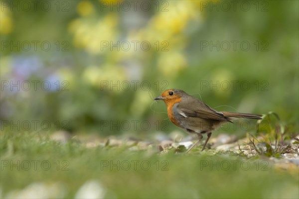 European robin (Erithacus rubecula) adult bird collecting nesting material in a garden in the