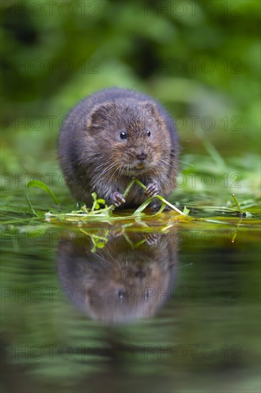 Water vole (Arvicola amphibius) adult animal feeding on floating pond plants, Kent, England, United