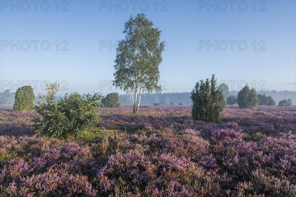 Heath landscape, flowering common heather (Calluna vulgaris), birch (Betula), common juniper