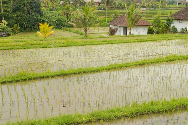 Rice terraces, Campuhan ridge walk, Bali, Indonesia, track on the hill with grass, large trees,