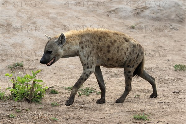Spotted hyena (Crocuta crocuta), adult, running, Kruger National Park, Kruger National Park, South