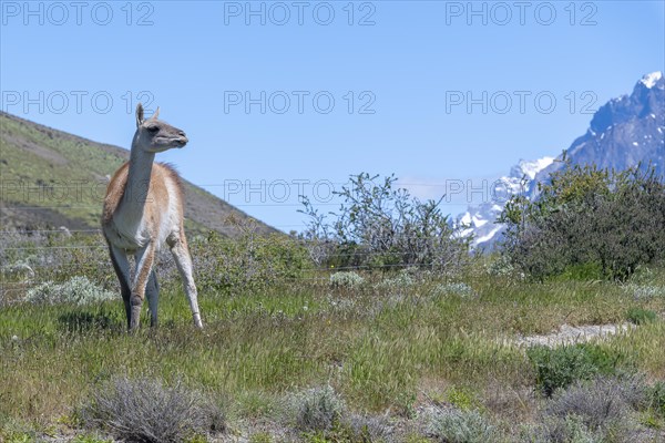 Guanaco (Llama guanicoe), Huanako, Torres del Paine National Park, Patagonia, End of the World,
