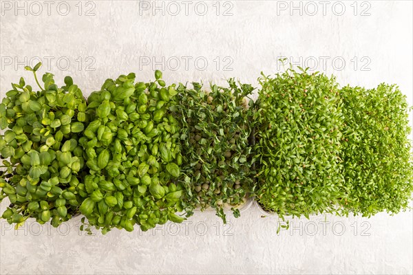 Set of boxes with microgreen sprouts of green basil, pea, cilantro, sunflower, watercress on gray