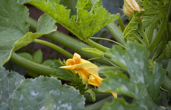 Zucchini (Cucurbita pepo subsp. pepo convar. giromontiina), fruit and flower, Palatinate,