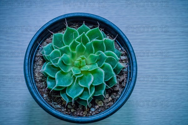 Small green cactus belonging to the family of Crassulaceae in a flower pot photographed through
