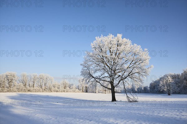 Snowy winter landscape near Polling an der Ammer. Polling, Paffenwinkel, Upper Bavaria, Germany,