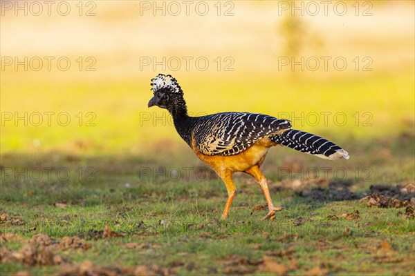 Bare-faced shokko (Crax fasciolata) Pantanal Brazil