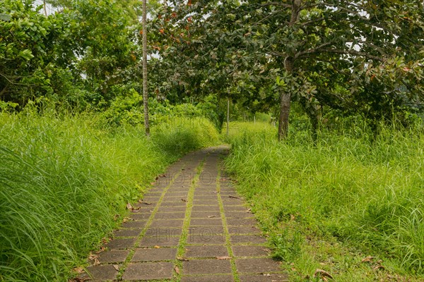 Campuhan ridge walk, Bali, Indonesia, track on the hill with grass, large trees, jungle and rice