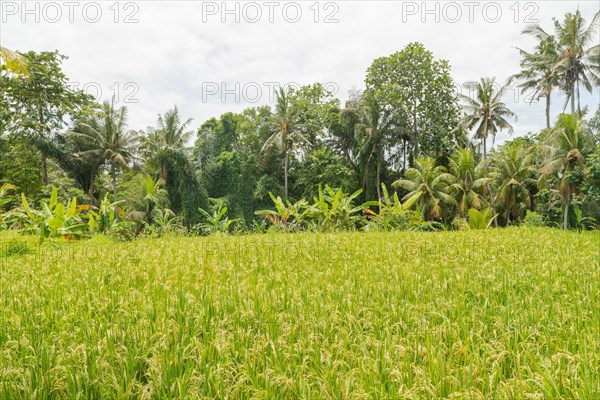 Rice fields in countryside, Ubud, Bali, Indonesia, green grass, large trees, jungle and cloudy sky.