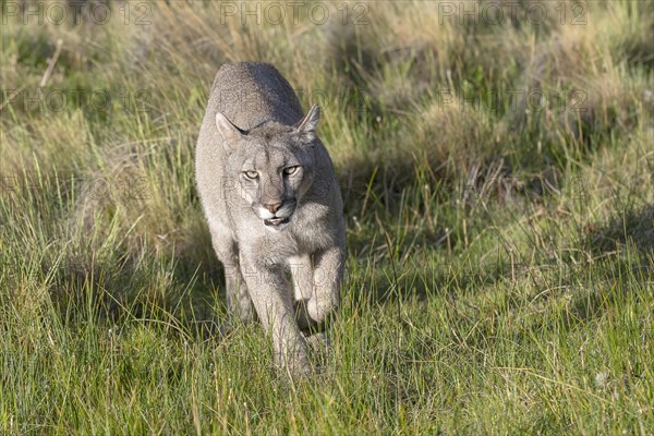 Cougar (Cougar concolor), silver lion, mountain lion, cougar, panther, small cat, Torres del Paine