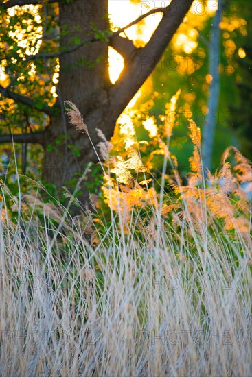 The warm light of the setting sun falls through grasses and trees, summer evening in the forest by