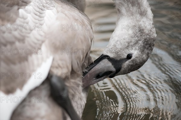 Young grey mute swan (Cygnus olor), partially white juvenile, swimming peacefully on the water and