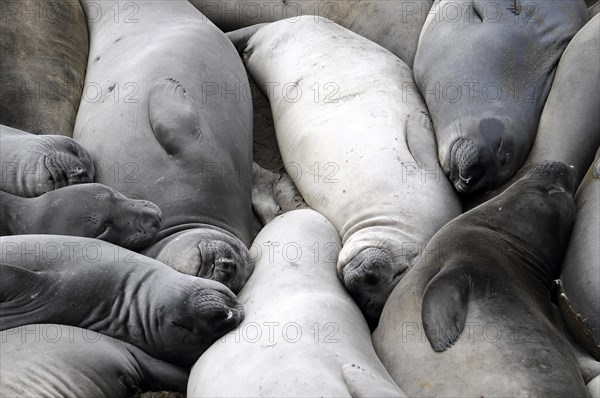 California sea lions, Adult and subadult male California sea lion (Zalophus californianus),