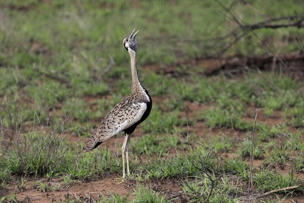 Red-crested Bustard, (Lophotis ruficrista), adult, calling, Kruger National Park, Kruger National