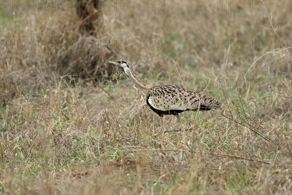 Black-bellied bustard (Lissotis melanogaster), adult, male, foraging, alert, Sabi Sand Game