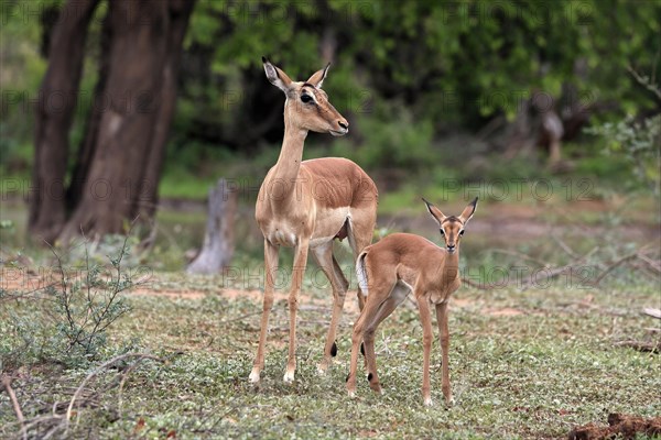 Black Heeler Antelope, (Aepyceros melampus), adult, female, young animal, mother with young animal,