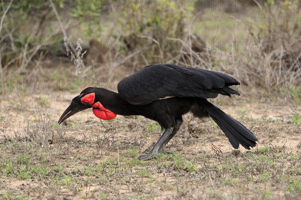 Southern ground hornbill (Bucorvus leadbeateri), adult, foraging, feeding, with prey, alert, Kruger