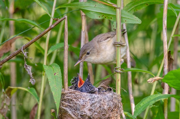 Reed warbler (Acrocephalus scirpaceus) feeding a common cuckoo (Cuculus canorus), Bas-Rhin, Alsace,