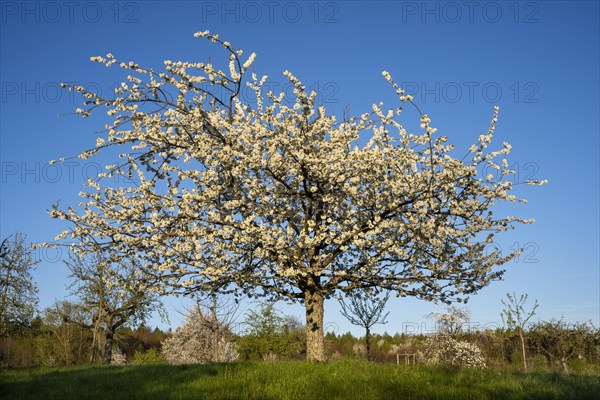 White blossoming fruit trees in a meadow in spring, the sky is blue, the sun is shining, it's