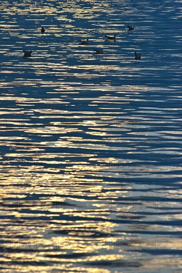 Golden reflection of the evening sun on calm, dark blue waves of a lake, some Black-headed Gulls