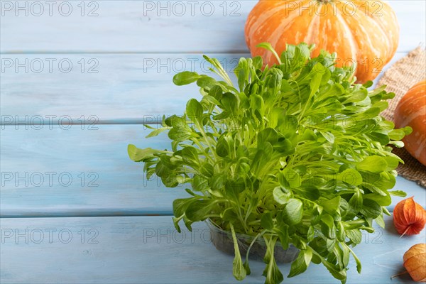 Microgreen sprouts of lettuce with pumpkin on blue wooden background. Side view, copy space, close