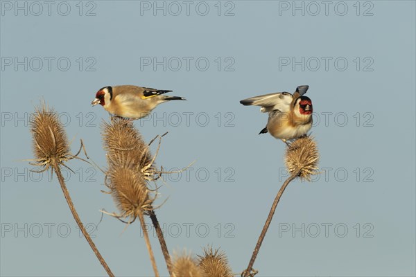 European goldfinch (Carduelis carduelis) two adult birds feeding on a Teasel (Dipsacus fullonum)