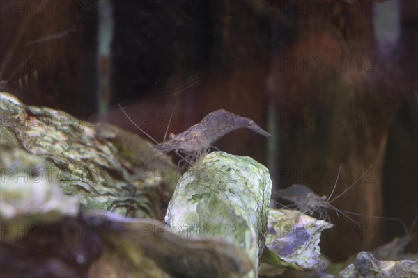 Brown shrimp (Crangon crangon) in the aquarium, NABU nature park Park House, Krummhoern-Greetsiel,