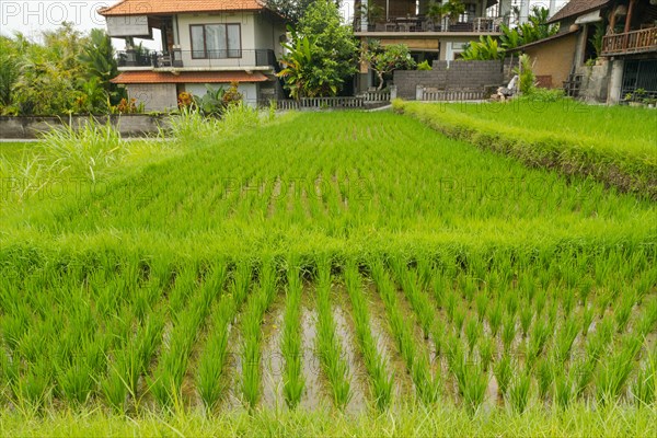 Rice terraces, Campuhan ridge walk, Bali, Indonesia, track on the hill with grass, large trees,