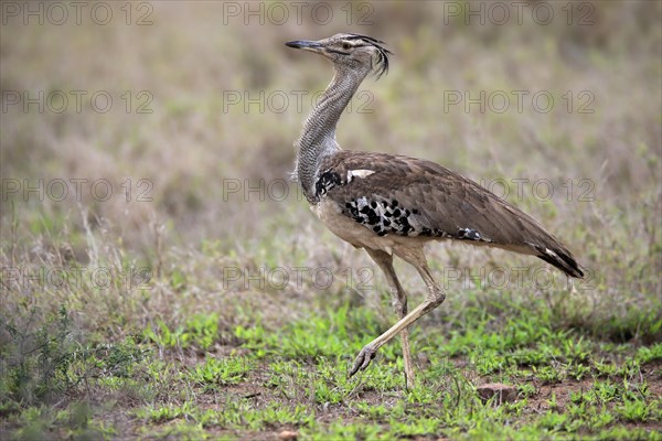 Kori bustard (Ardeotis kori), adult, running, foraging, vigilant, Kruger National Park, Kruger