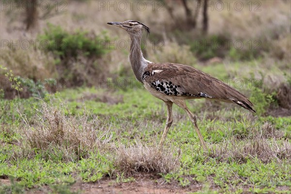 Kori bustard (Ardeotis kori), adult, running, foraging, vigilant, Kruger National Park, Kruger