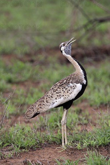 Red-crested Bustard, (Lophotis ruficrista), adult, calling, Kruger National Park, Kruger National