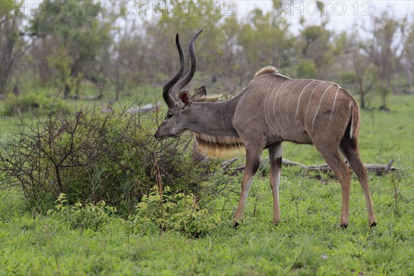 Greater Kudu, zambezi greater kudu (Strepsiceros zambesiensis), adult, male, foraging, feeding,