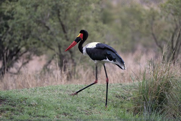 Saddle-billed stork (Ephippiorhynchus senegalensis), adult, foraging, Sabi Sand Game Reserve,