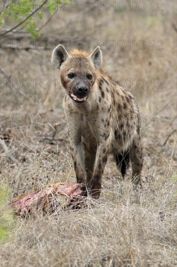 Spotted hyena (Crocuta crocuta), adult, with prey, Sabi Sand Game Reserve, Kruger National Park,