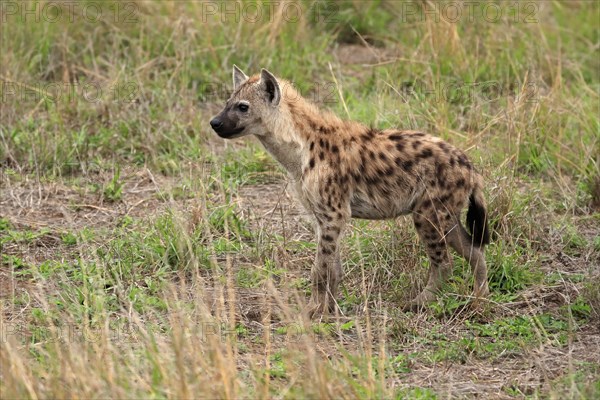 Spotted hyena (Crocuta crocuta), half-grown juvenile, alert, Kruger National Park, Kruger National
