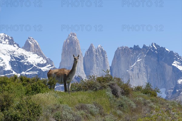 Guanaco (Llama guanicoe), Huanako, Torres del Paine National Park, Patagonia, End of the World,