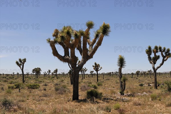 Joshua trees (Yucca brevifolia), Joshua Tree National Park, Palm Desert, Southern California, USA,