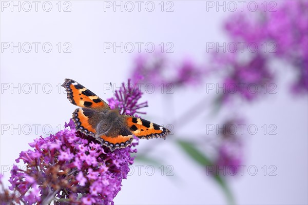 Small tortoiseshell (Aglais urticae), on butterfly bush or butterfly-bush (Buddleja davidii),