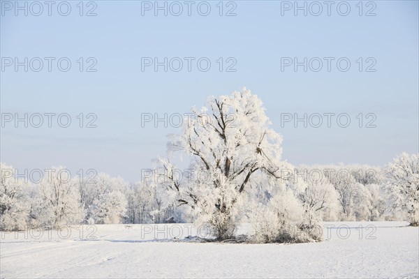 Snowy winter landscape near Polling an der Ammer. Polling, Paffenwinkel, Upper Bavaria, Germany,