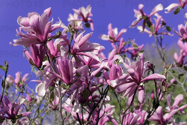 Magnolias (Magnolia), blossom, Baden-Wuerttemberg, Germany, Europe