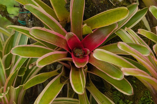 Orchid and bromeliad flower beds in botanical garden, selective focus, copy space, malaysia,