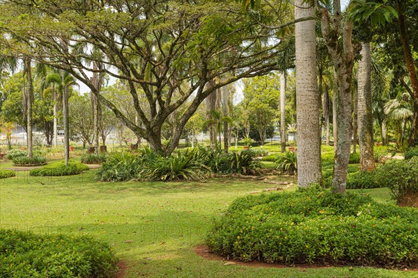 Palm collection in city park in Kuching, Malaysia, tropical garden with large trees and lawns,